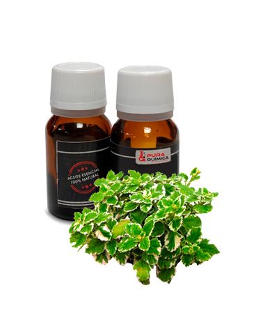 INCIENSO ACEITE ESENCIAL  PURO 100% NAT (COSMETICA NATURAL) RESINOIDE X KG
